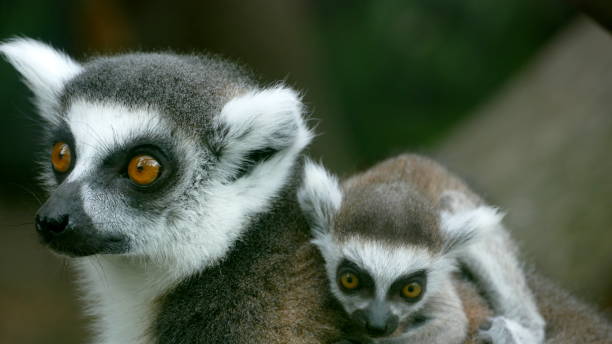 istock Ring-tailed Lemur with toddler 1458244499