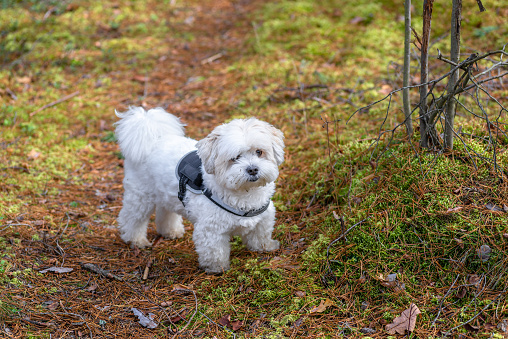 White Bichon Frise Shih Tzu mix with black strap standing on the forest path