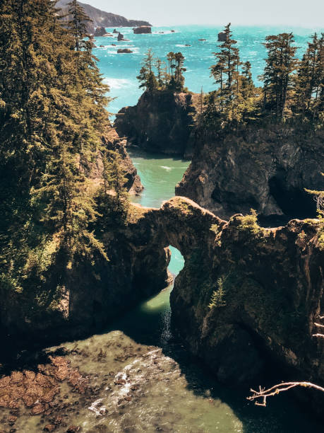 istock Samuel Boardman State Park corridor landscape in the west coast 1458245641