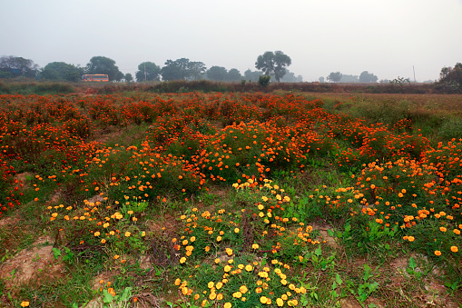 Multicolored marigold flower field landscape during springtime at the time of sunset,