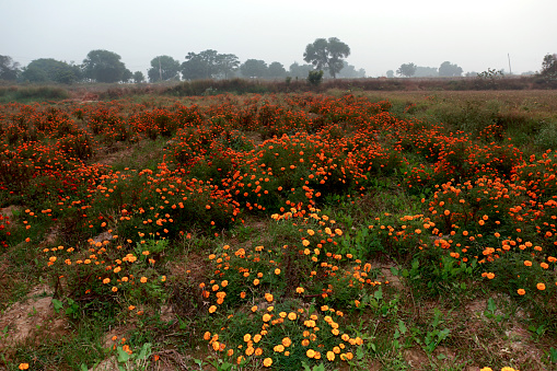 Multicolored marigold flower field landscape during springtime at the time of sunset,