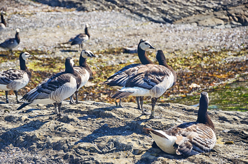 A flock of Barnacle Goose in Oslo Fjord, Norway