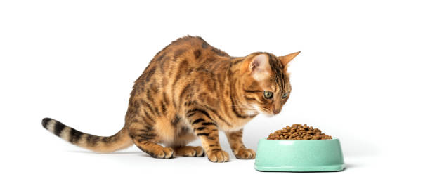 istock A cat on a white background eats food from a bowl 1458248120