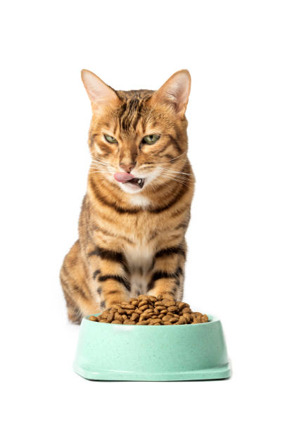 istock A cat on a white background eats food from a bowl 1458248161