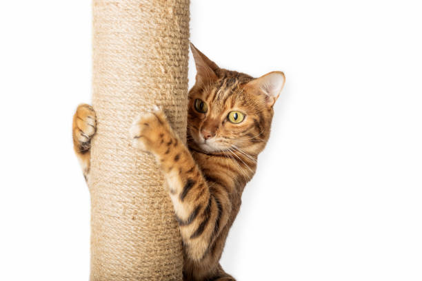istock Bengal cat and scratching post isolated on white background. 1458248305