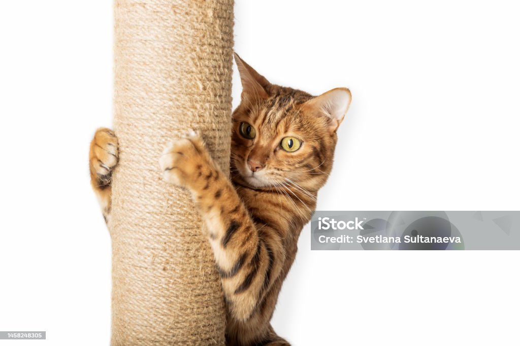 Bengal cat and scratching post isolated on white background. Bengal domestic cat and scratching post isolated on white background. Cat Tree Stock Photo