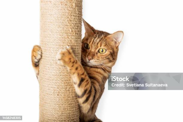 Bengal Cat And Scratching Post Isolated On White Background Stock Photo - Download Image Now