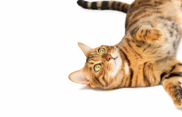 istock Bengal cat lies resting on a white background. 1458248407