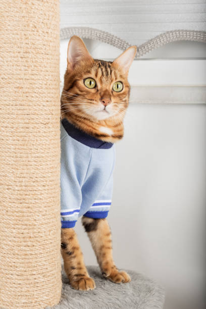 istock Domestic cat in clothes plays with a cat tree. 1458249213