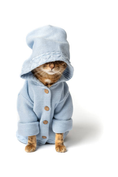 istock Funny cat in clothes on a white background. 1458249770