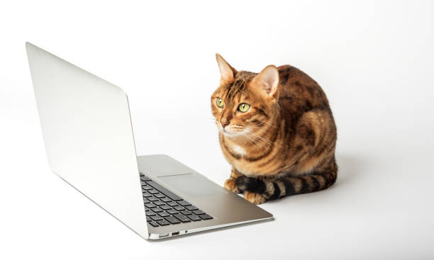 istock Side view of a ginger bengal cat looking at a laptop screen 1458249840