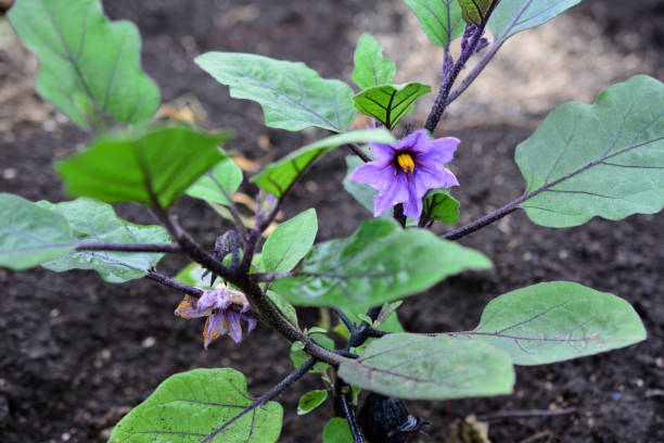 aubergine en fleurs avec fleur violette sur le lit de jardin isolée, macro - eggplant vegetable vegetable garden plant photos et images de collection