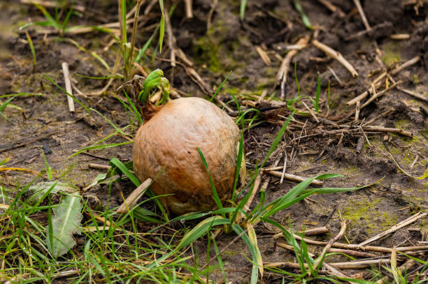 Forgotten onion with green shoot on a field in winter in Germany stock photo