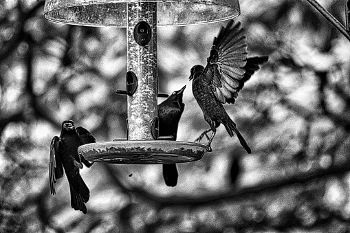 Common Grackles at bird feeder