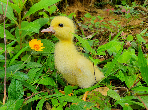Newborn duckling playing on the farm