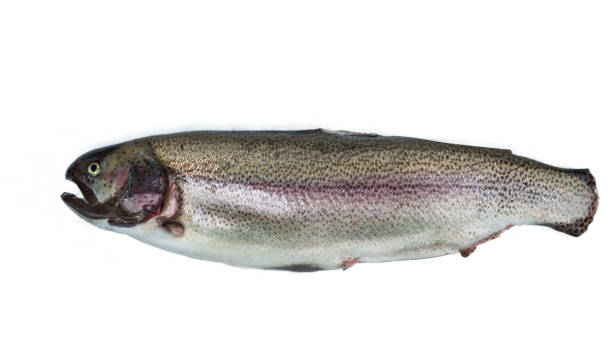 istock Rainbow trout carcass with trimmed fins. Isolated on a white 1458255015