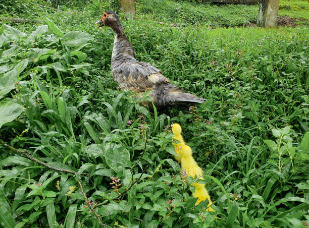istock Duck family on the farm 1458255275