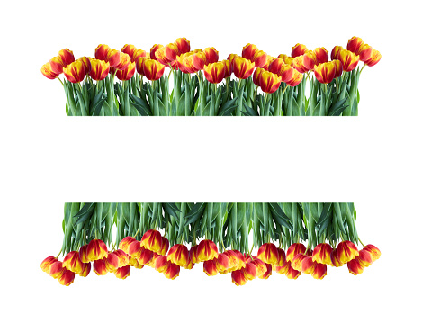 spring grass and daisy wildflowers isolated with clipping path and alpha channel