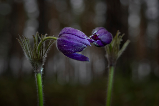 Blooming pasqueflower in their natural environment at dawn, Voronezh region, Russia