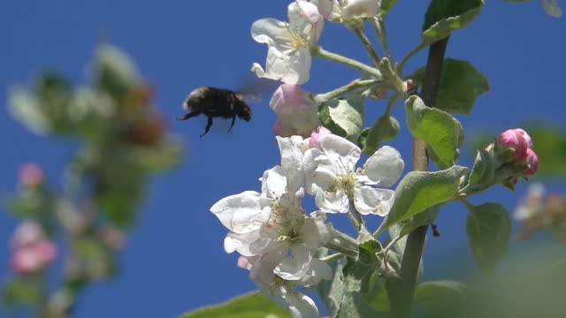 Bee bumblebee