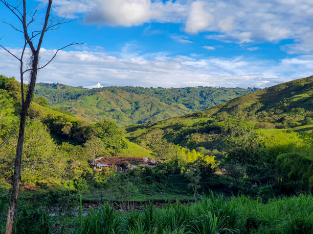 istock Coffee farm in Colombia 1458257039