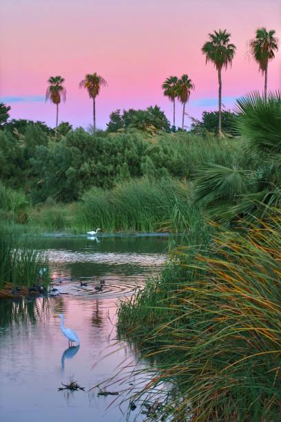 istock The Majestic Oasis at Dusk 1458257090