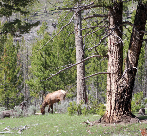 istock Elk grazing in Yellowstone National Park 1458257411