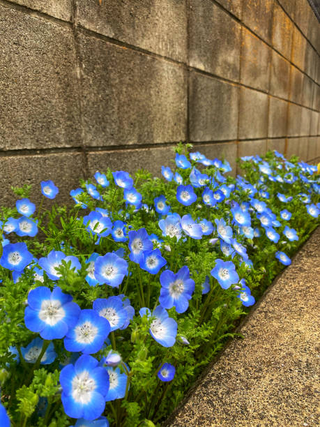 Tiny blue cosmos flowers blooming alongside the walls in private front yard garden