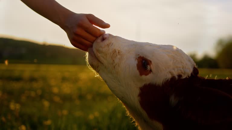 Young calf licks hand of male farmer in field on sunny day