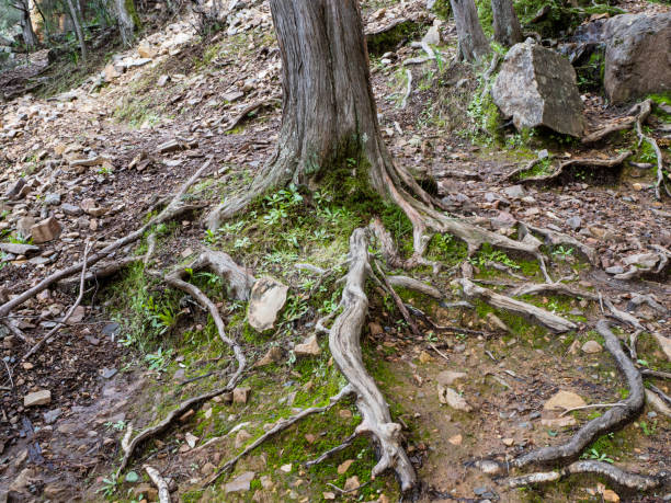 istock roots of a yew tree 1458259542