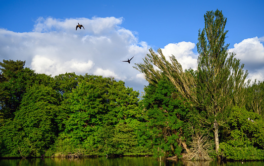 Kelsey Park, Beckenham, Greater London, UK with blue sky and white clouds. Two Canada geese are flying above the lake.