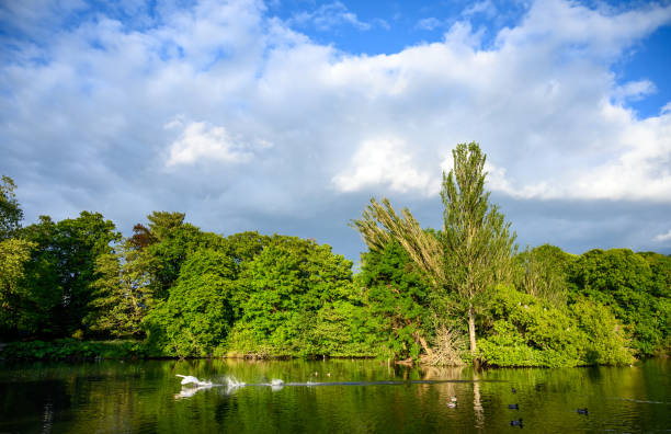 kelsey park, beckenham, grande londres, reino unido com céu azul, nuvens brancas e um cisne - greater london fotos - fotografias e filmes do acervo