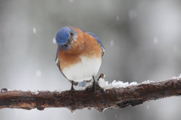 istock Male Eastern Bluebird Sialia sialis perching in winter 1458260383