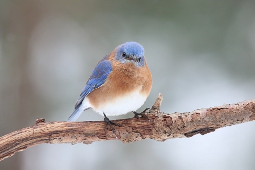 Male Eastern Bluebird Sialia sialis perching in winter