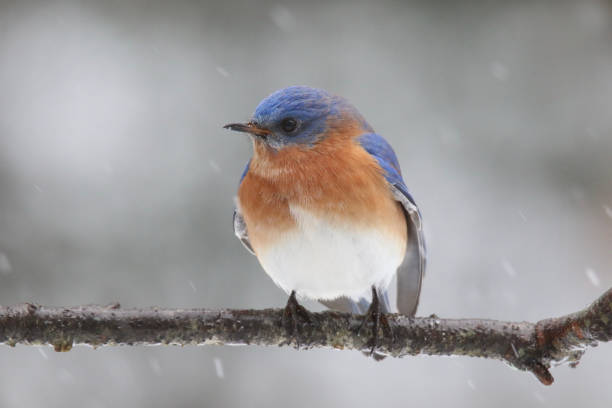 istock Male Eastern Bluebird Sialia sialis perching in winter 1458260429
