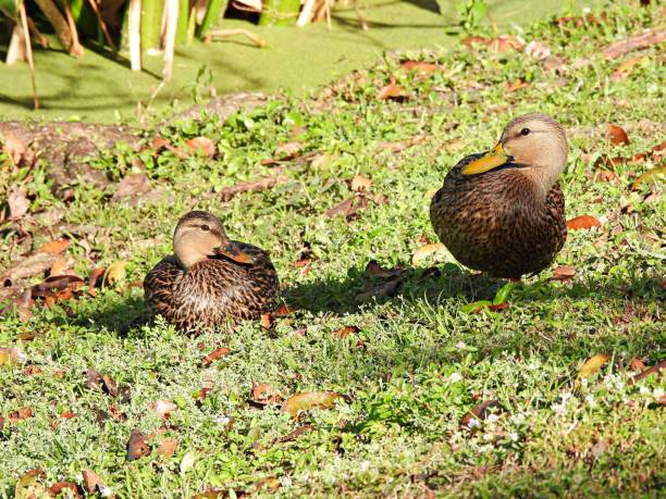 istock Mottled Ducks (Anas fulvigula) - male & female resting in the grass 1458260587