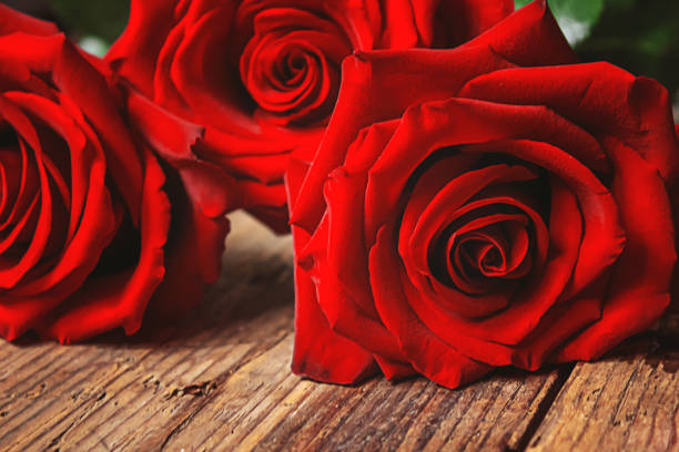 istock red rose on a wooden background. Valentine's Day gift.selective focus. 1458260608