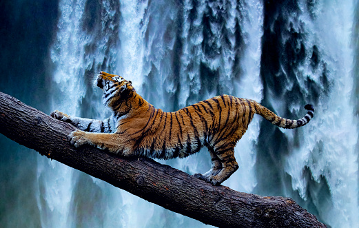 Majestuoso tigre relajándose en una hermosa cascada photo