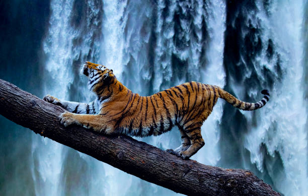 美しい滝でリラックスする雄大な虎