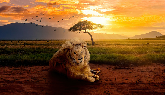 Digital art of a majestic lion relaxing in an African savannah grassland during sunset.

A great king in his beautiful home.