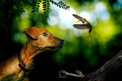Digital art of a Labrador Retriever puppy and hummingbird in a forest.

Friendship knows no boundaries.