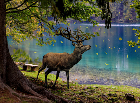 Digital art of a deer visiting a lake in summer.\n\nSome beautiful paths can’t be discovered without getting lost.