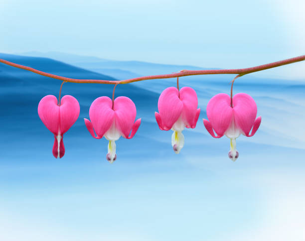 Digital art of bleeding heart flowers on blue mountain background.This artwork is inspired by the real-life Asian bleeding heart flower that actually shapes like a string of tiny hearts - perfect for anniversaries and Valentine's Day celebration.