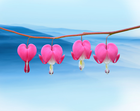 Digital art of bleeding heart flowers on blue mountain background.

This artwork is inspired by the real-life Asian bleeding heart flower that actually shapes like a string of tiny hearts - perfect for anniversaries and Valentine's Day celebration.