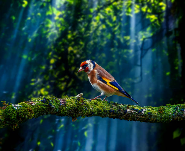 colorful bird perching on a branch in a tropical forest - international wildlife conservation park imagens e fotografias de stock