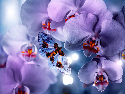 Digital art of a beautiful butterfly visiting pink and purple orchid flowers. 

Sometimes you find yourself in darkness and can't seem to find a way out, but remember, that is similar to where caterpillars go to grow their wings.