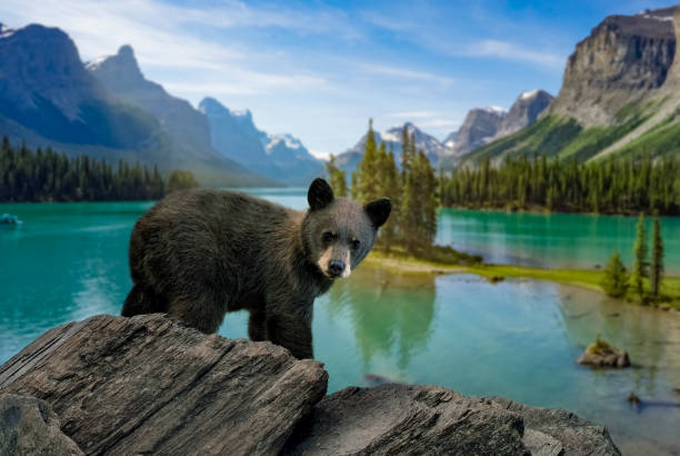 süßes schwarzbärenjunges am moraine lake, kanada - wilde tiere stock-fotos und bilder