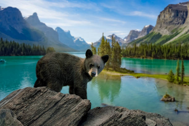 cucciolo sveglio dell'orso nero al lago moraine, canada - selvatico foto e immagini stock