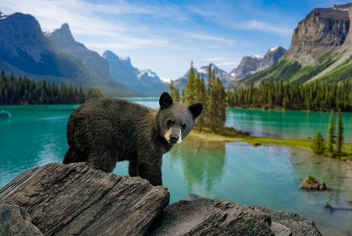 Cute Black Bear Cub at Moraine Lake, Canada