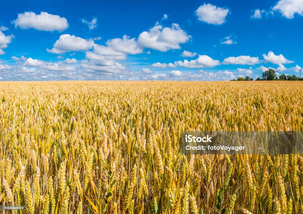 Field of golden wheat agricultural harvest below blue summer skies Healthy ripening wheat growing in a farm field under big blue summer skies with white fluffy clouds to the horizon. Agricultural Activity Stock Photo